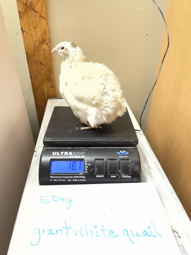 Quail hatching eggs - +,